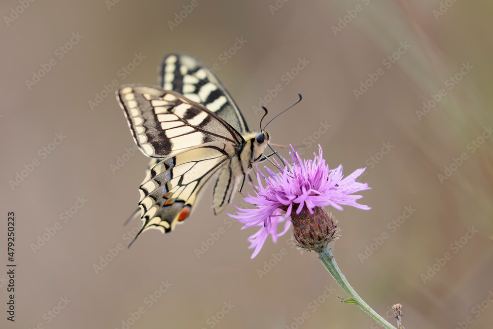 Old World Swallowtail Papilio machao foraging on thistle Old World Swallowtail Papilio machao foraging on thistle