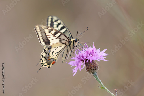 Old World Swallowtail Papilio machao foraging on thistle
