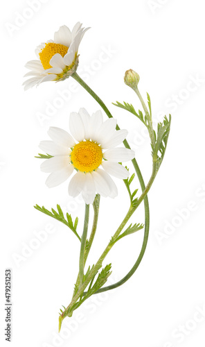 Vouquet of white camomiles isolated on white background. Field wild chamomile. Spring or summer blossom blooming. Field flower photo