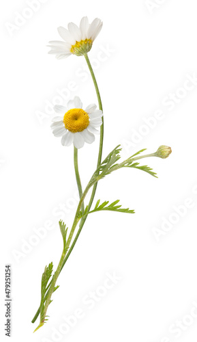 Vouquet of white camomiles isolated on white background. Field wild chamomile. Spring or summer blossom blooming. Field flower