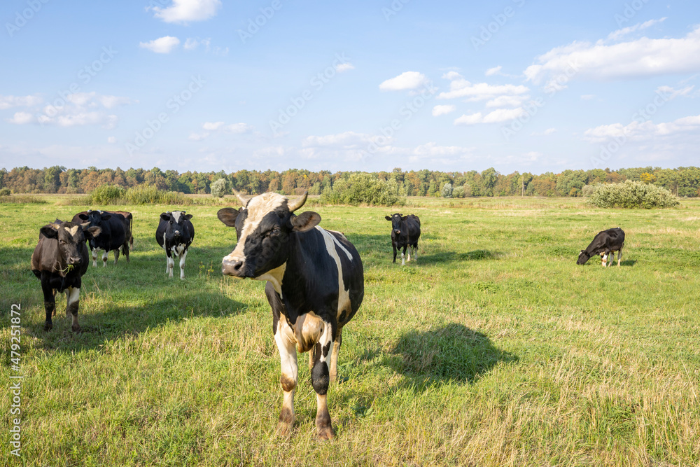 A group of cows on a green grassy meadow on a sunny day. A group of cows on a green grassy meadow on a sunny day.