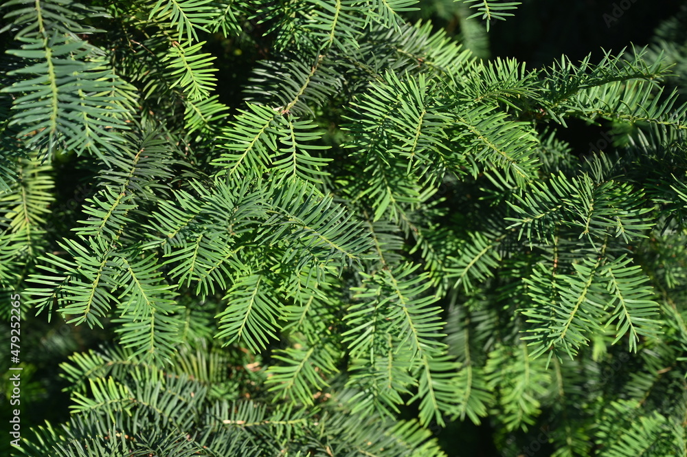 Pine tree at sunset. Branch of pine with green needles in forest at summer, close up. Spruce leaves. Coniferous tree in nature. Pine tree at sunset. Branch of pine with green needles in forest at summer, close up. Spruce leaves. Coniferous tree in nature.
