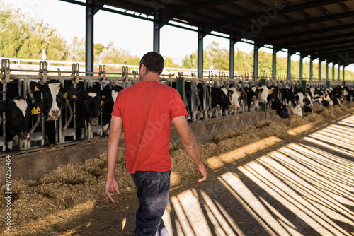 Farmer working with cows in the barn of a dairy farm. Livestock industry concept.