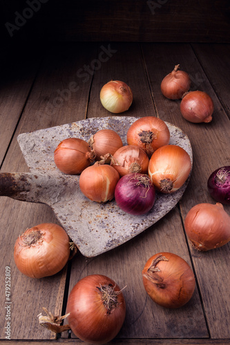 Onion bulbs on a shovel and around after harvesting, on a wooden board in a dark background and environment. High quality photo