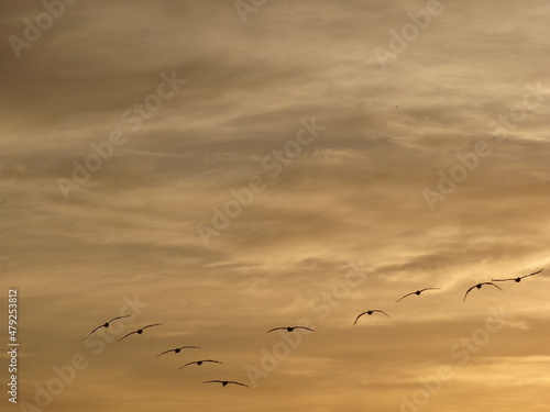 birds in the evening sky © Diego