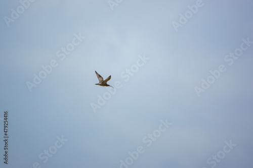 a spring curlew  Numenius  flying under a light blue and white cloud sky