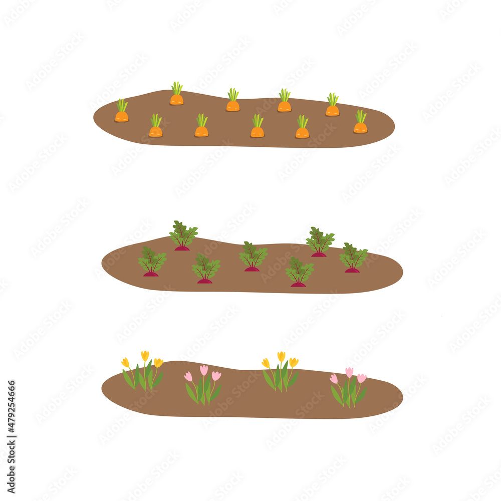 Vegetable plots with different root vegetables