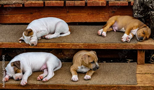Obraz Szczeniaki amstaff na drewnianych schodach. Amstaff puppies on wooden stairs