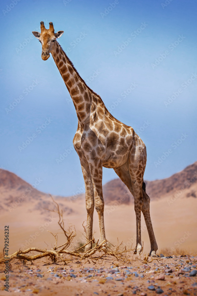 Obraz premium Giraffe in the wild, Namibia Africa