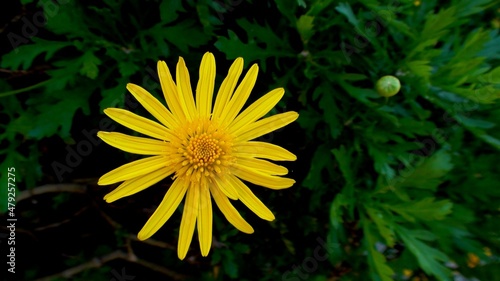 planta flor margarida amarela - euryops chrysanthemoides