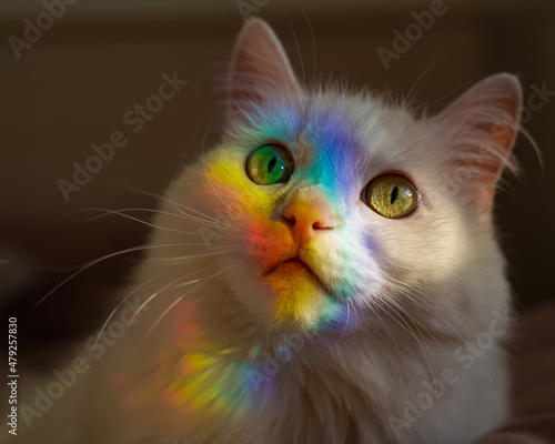 A white fluffy cat lies in the bedroom with a rainbow on its face.