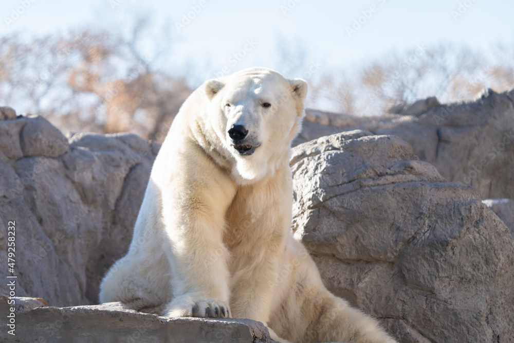 adult polar bear is lounging in the sun on a brisk winter day adult polar bear is lounging in the sun on a brisk winter day