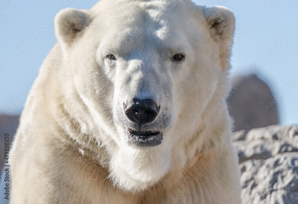 adult polar bear is lounging in the sun on a brisk winter day adult polar bear is lounging in the sun on a brisk winter day
