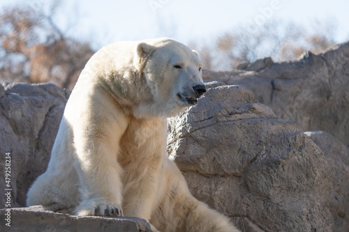 adult polar bear is lounging in the sun on a brisk winter day