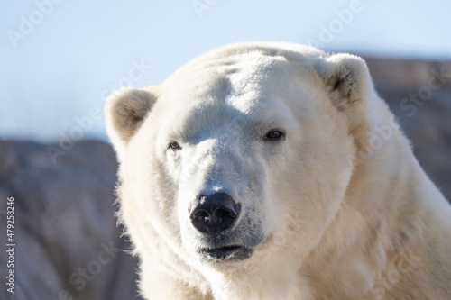 adult polar bear is lounging in the sun on a brisk winter day