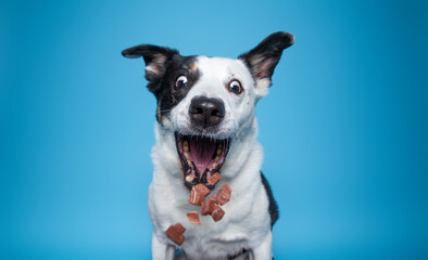studio shot of a cute dog on an isolated background