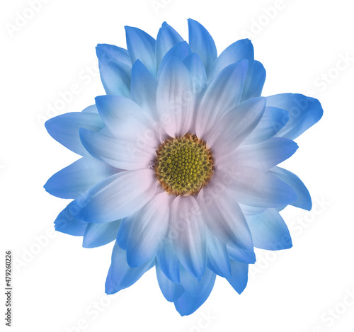 Beautiful light blue chrysanthemum flower isolated on white