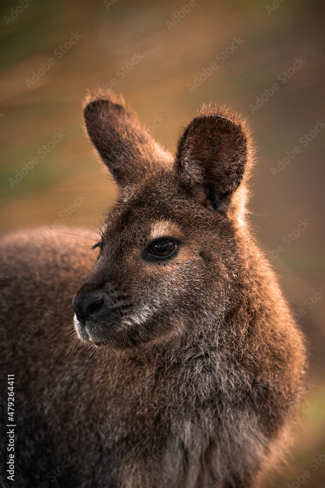 Retrato de Wallaby o ualabí un marsupial originario de Australia parecido al canguro Retrato de Wallaby o ualabí un marsupial originario de Australia parecido al canguro