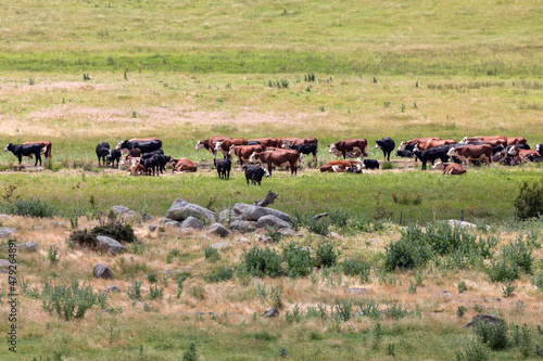 Wallpaper Mural Photograph of a herd of cattle in an agricultural field in Australia Torontodigital.ca