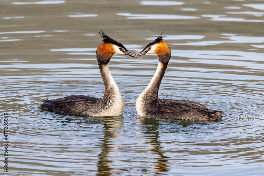 Australasian Crested Grebe in New Zealand Australasian Crested Grebe in New Zealand