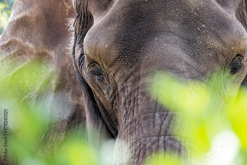 Elephant in the Green