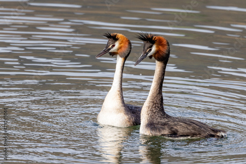 Billede på lærred Australasian Crested Grebe in New Zealand