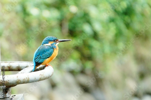 Common Kingfisher.