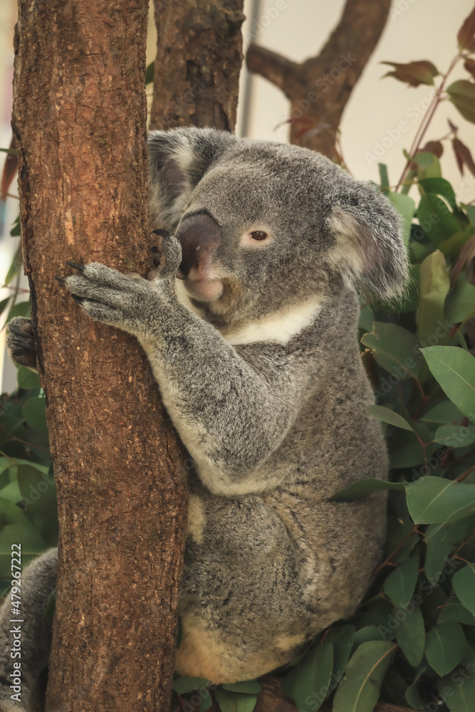 Fototapeta premium koala in a tree