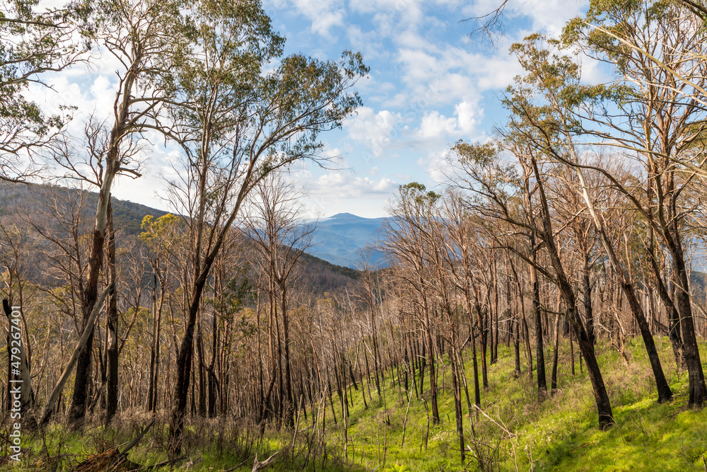 Photograph of trees burnt by bushfire in the Snowy Mountains in Australia Photograph of trees burnt by bushfire in the Snowy Mountains in Australia