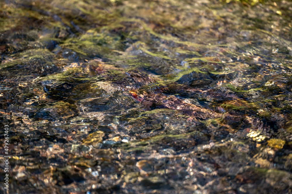 Trout Just Under Sunny Surface of Water Trout Just Under Sunny Surface of Water