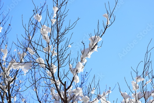 木の枝に積もった雪