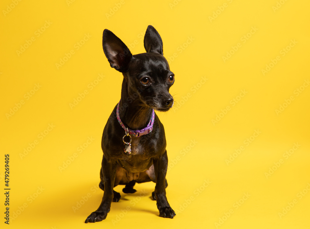 Pequeño perro chihuahua negro pequeño mexicano sobre fondo de color  amarillo nervioso Photos | Adobe Stock
