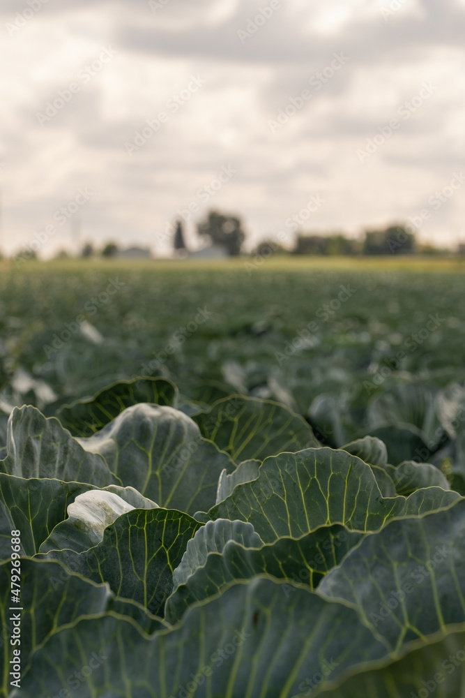 Cabbage growing in a dry field Cabbage growing in a dry field