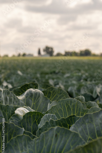 Cabbage growing in a dry field