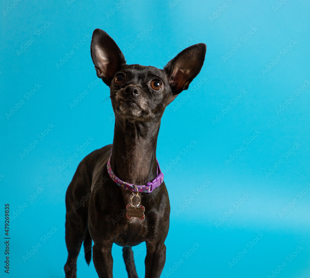 Pequeño perro chihuahua negro pequeño mexicano sobre fondo de color azul Pequeño perro chihuahua negro pequeño mexicano sobre fondo de color azul