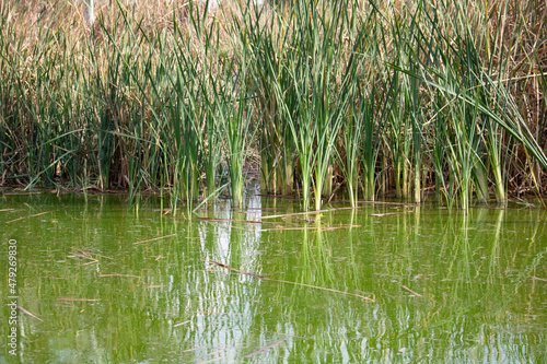 Wetlands inside a park in Mexico city  Bosque San Juan de Aragon.