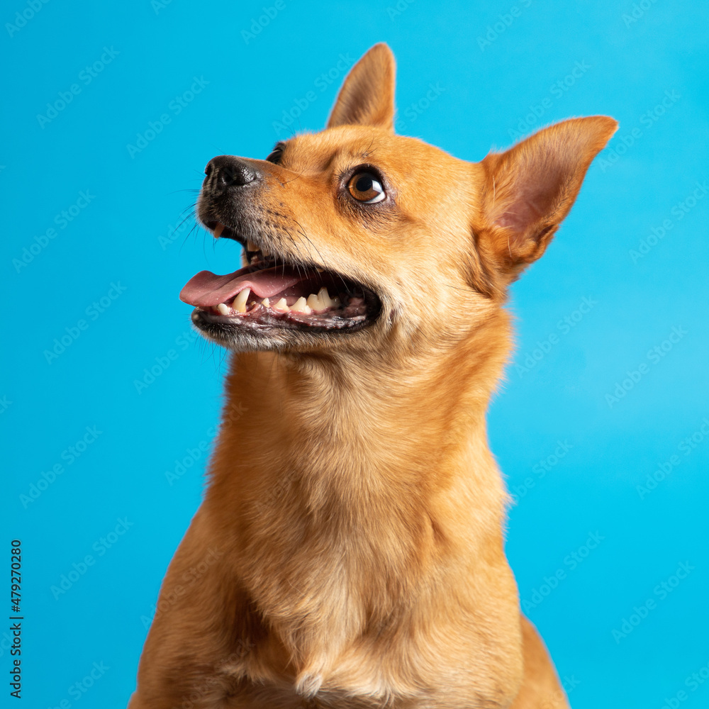Alegre perro chihuahua mestizo pequeño sobre fondo de color azul sonriendo