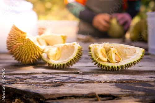 Fresh exotic fruit at garden with sun ray affect. The fruits also known as king of fruits at southeast Asean, especially Malaysia, Indonesia, Thailand and other Asean country. 