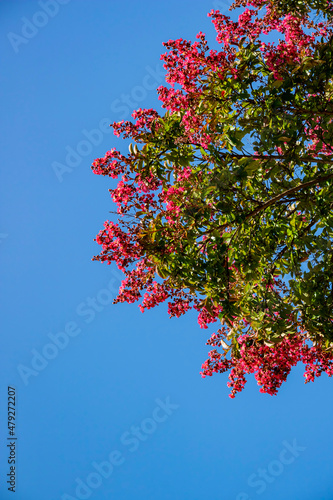 Looking up a Crepe myrtle tree blossom