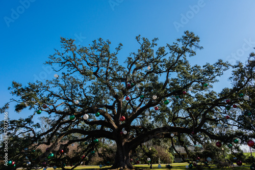 tree and sky