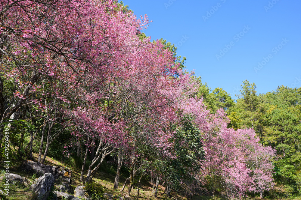 Blossom prunus serrulata at Inthanon national park Chiang mai. Blossom prunus serrulata at Inthanon national park Chiang mai.