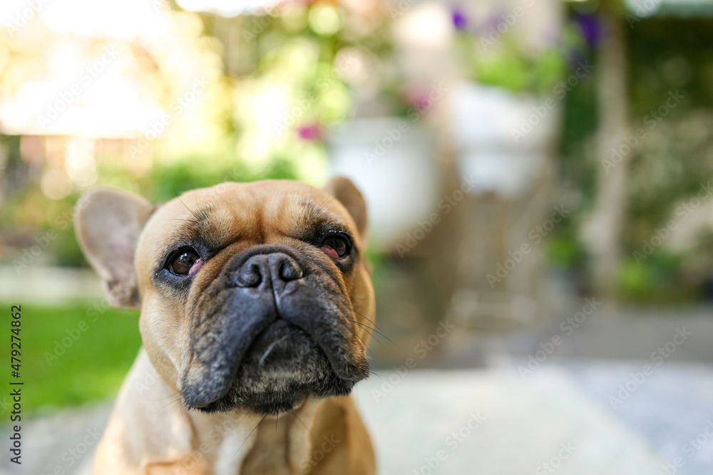Cute little French bulldog with cherry eyes sitting outdoor.