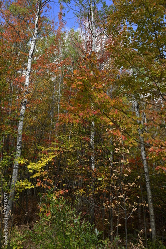 autumn in the forest