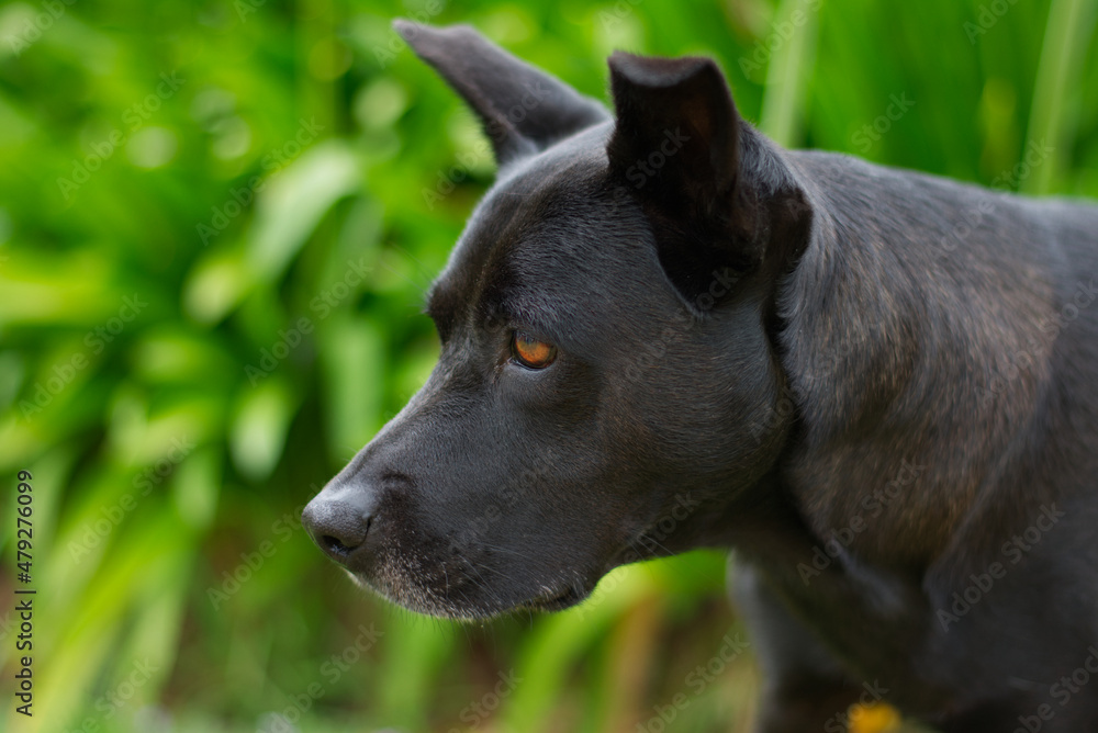 A head shot of a Kelpie X Staffy dog