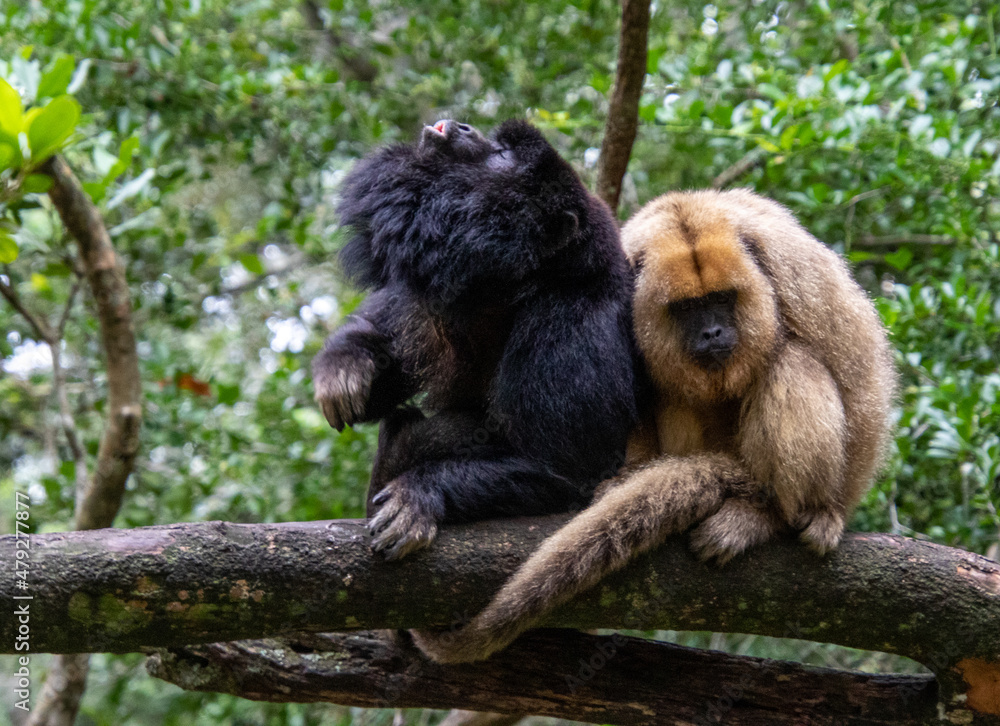 Naklejka premium A howler monkey pair isolated in the forest