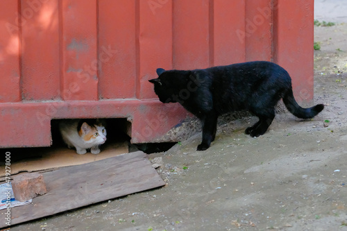 cat on street