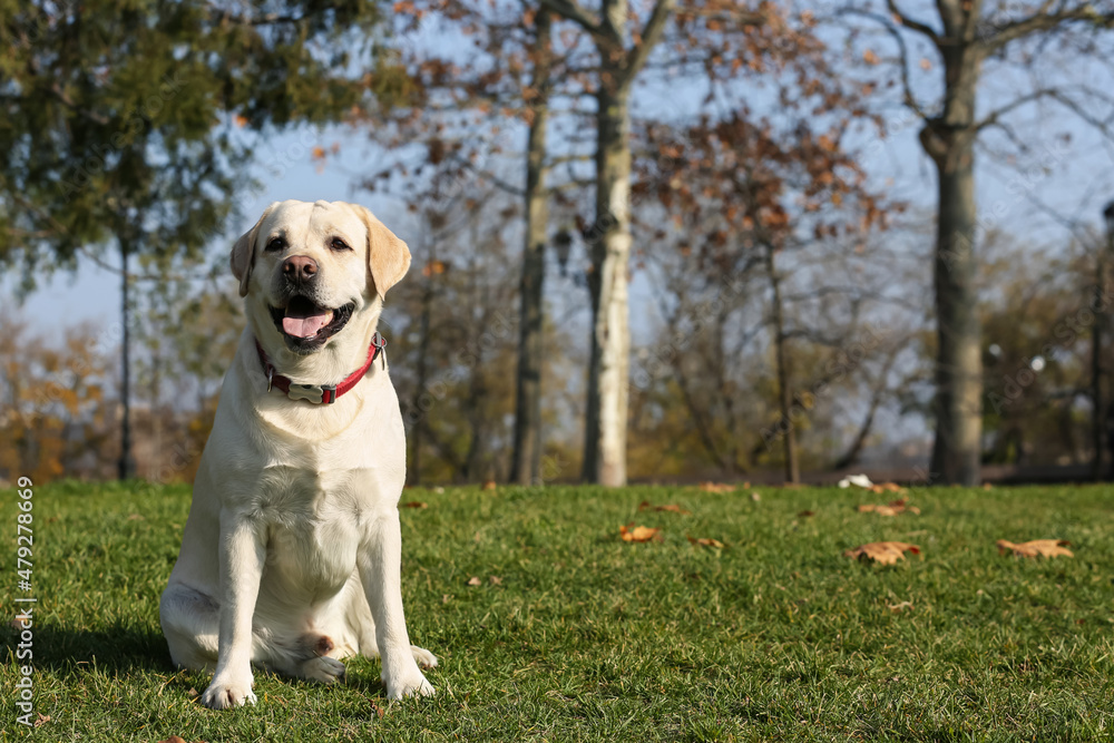 Yellow Labrador sitting in park on sunny day Yellow Labrador sitting in park on sunny day
