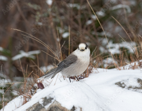 A Canada Gray Jay (Perisoreus canadensis ) on a snowy mound of grass photo