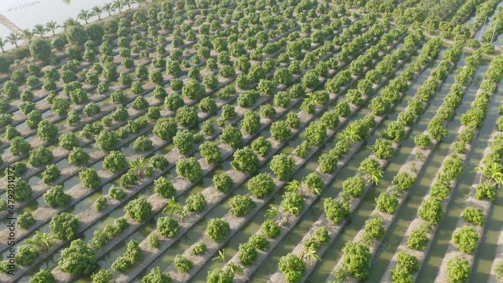 Aerial top view of lush green trees from above in tropical forest in national park in summer season. Natural landscape. Pattern texture background. Aerial top view of lush green trees from above in tropical forest in national park in summer season. Natural landscape. Pattern texture background.
