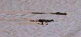 crocodiles with a wildebeest